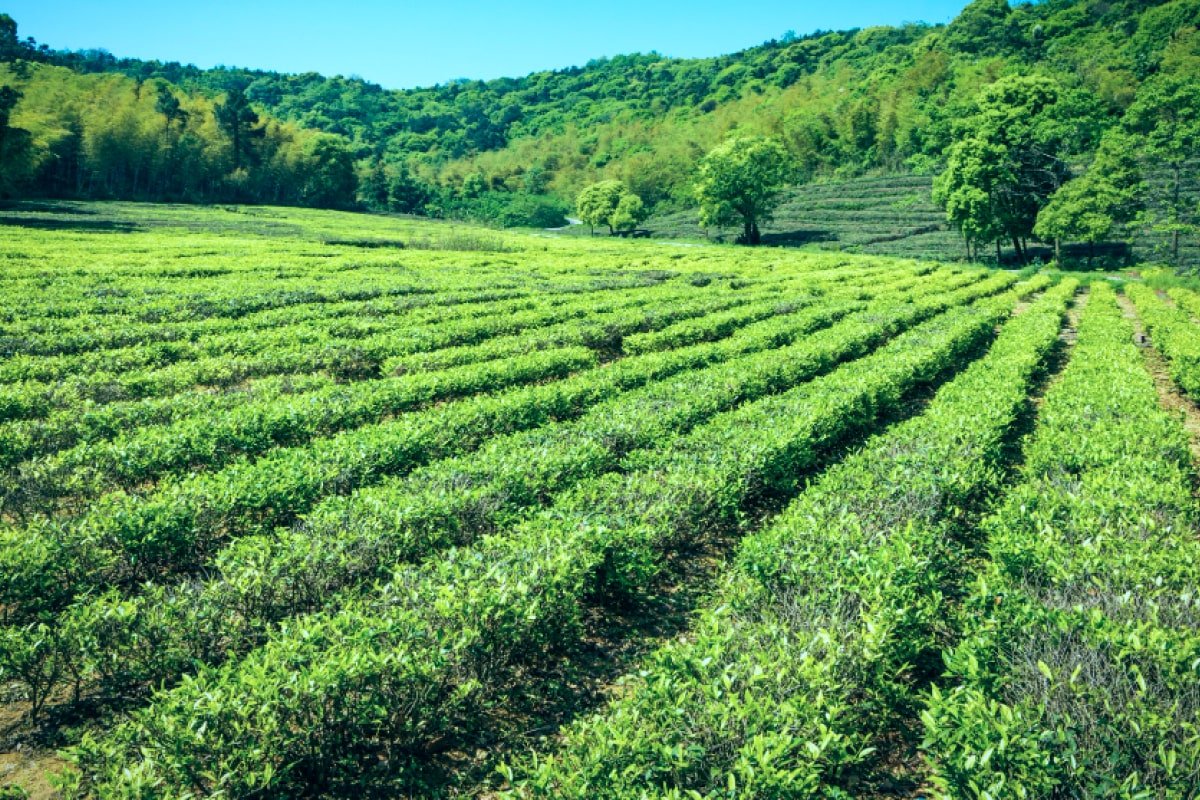 Ekspor Rempah-Rempah - Loka Nusantara Export