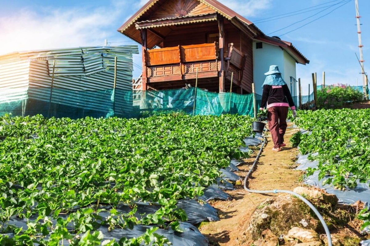 Jual Rempah dari Petani Langsung or How to Get High Quality Spices by Buying Directly From Farmers