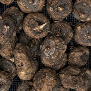 Menjual Porang Ekspor or Exporting Konjac