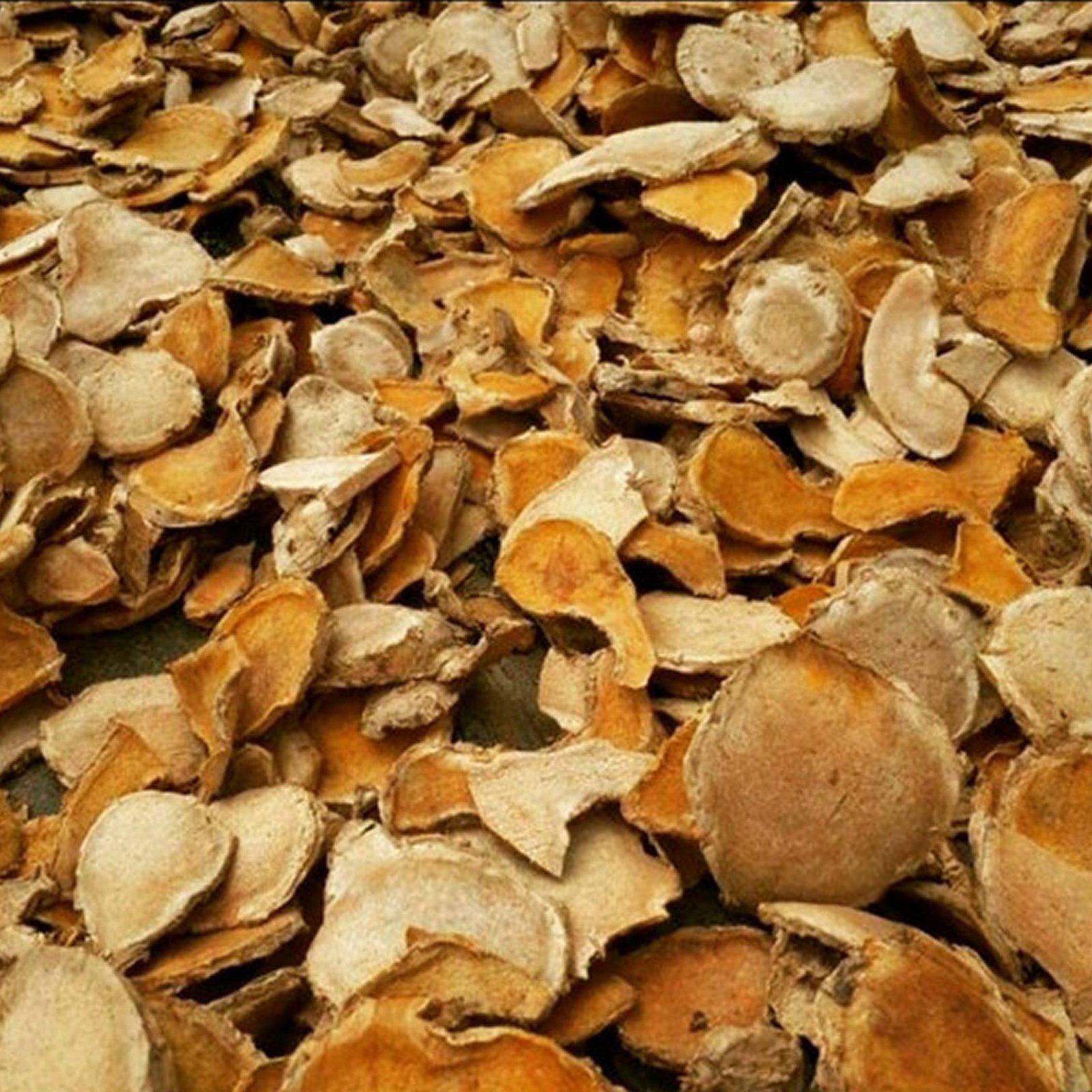 Dried java turmeric supplier, jual temulawak