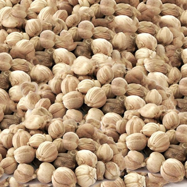 Java cardamom supplier, selling white cardamom, jual kapulaga jawa