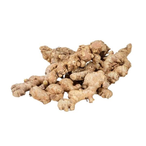 Java ginger, Javanese ginger, Jahe emprit
