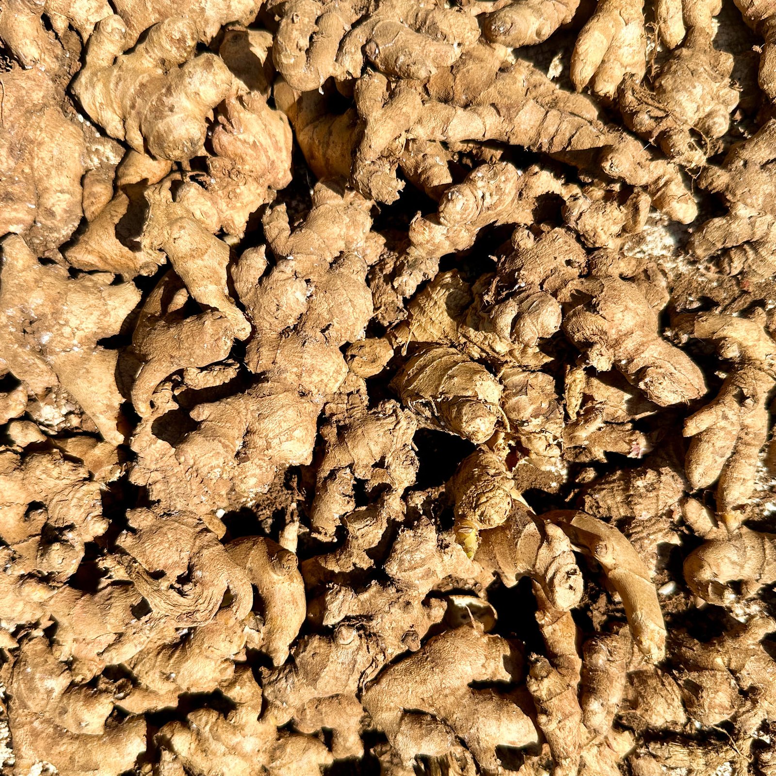 Java ginger supplier, Jual jahe emprit Jawa, Java ginger fresh, Jahe emprit segar
