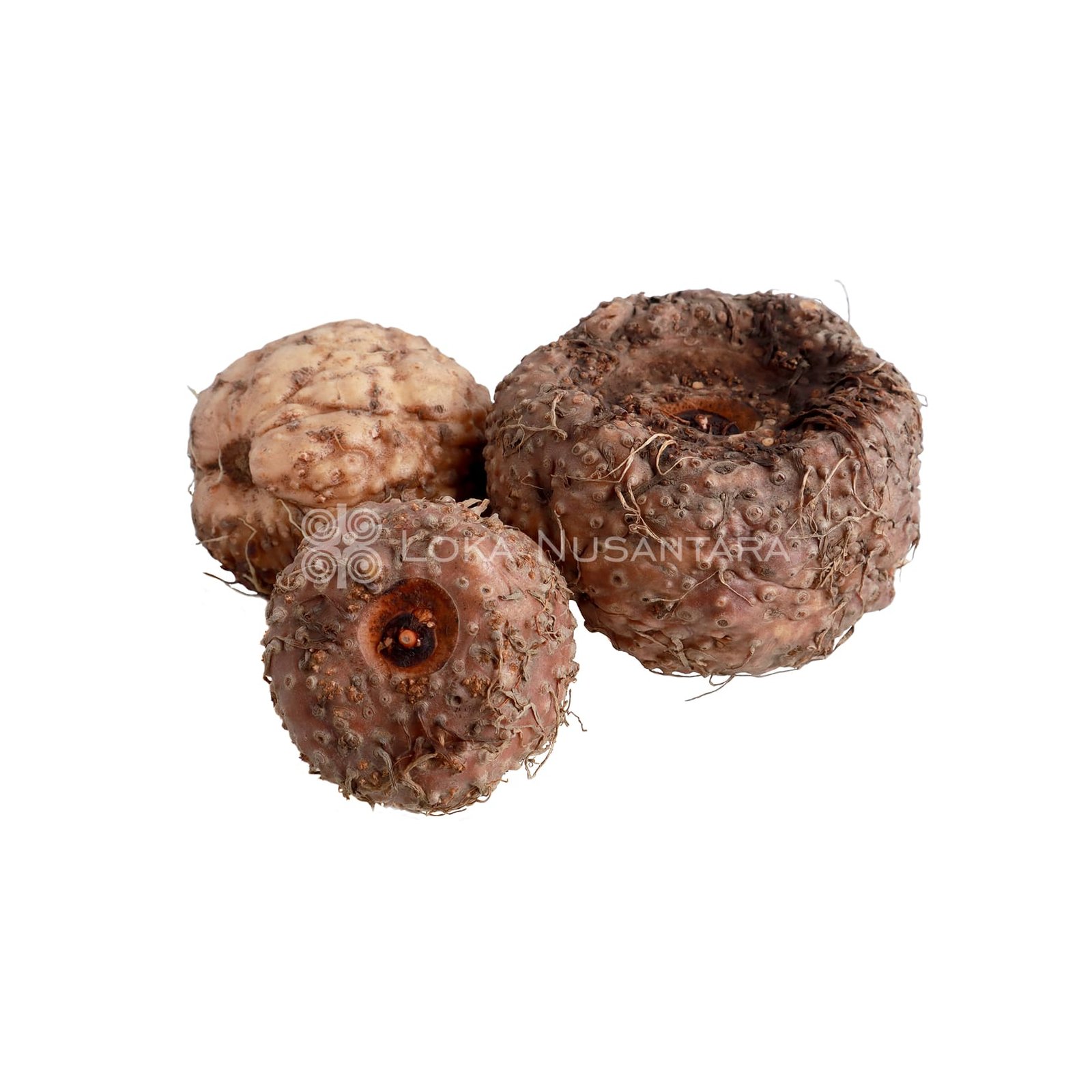 Konjac, Porang, Amorphophallus muelleri