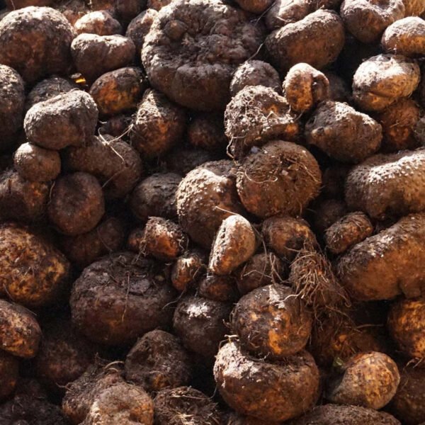 Konjac supplier, Jual porang, Fresh konjac seller