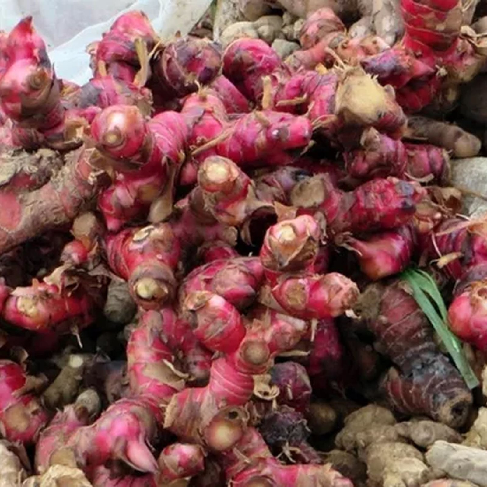 Red ginger supplier, Jual jahe merah segar