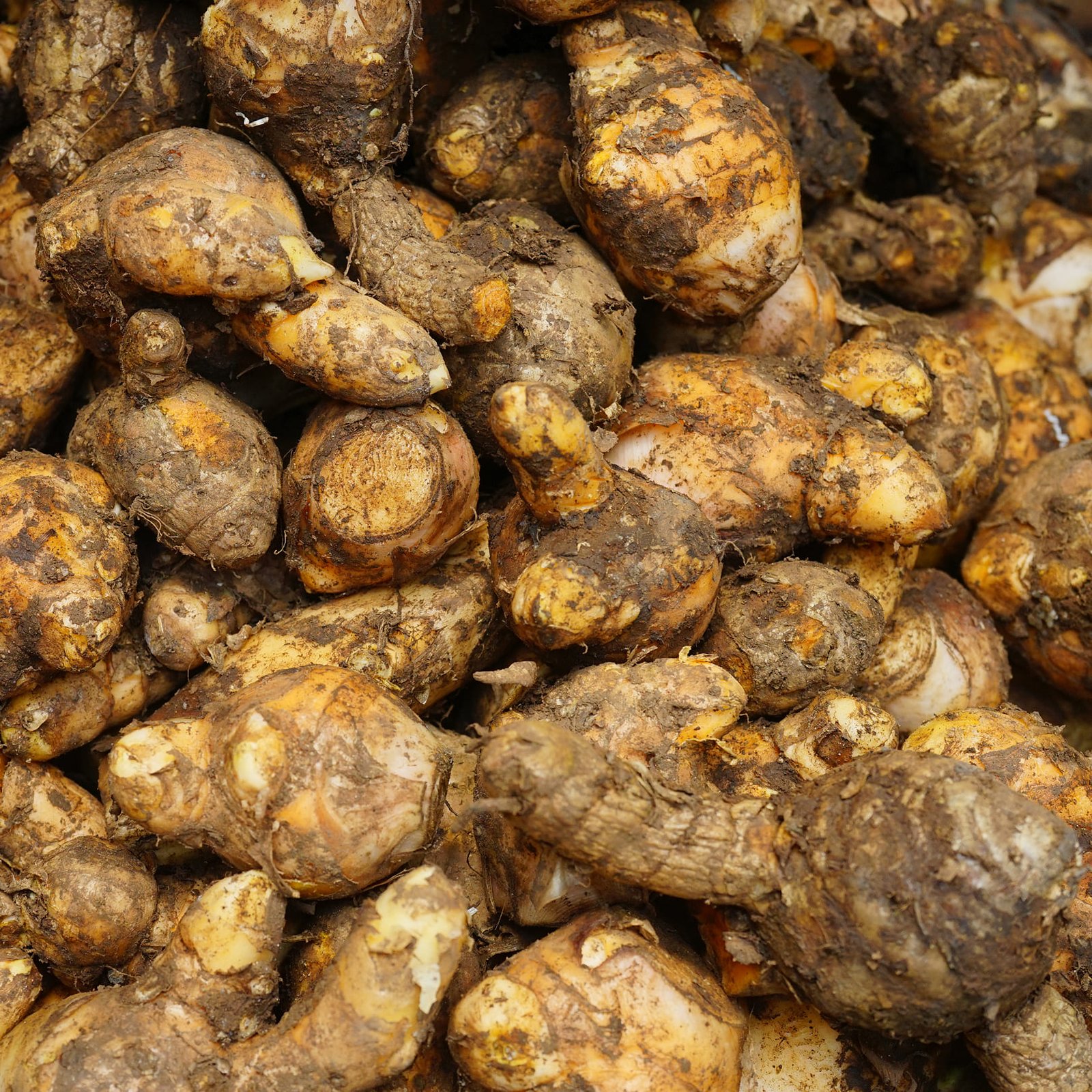 Supplier temulawak, jual temulawak segar