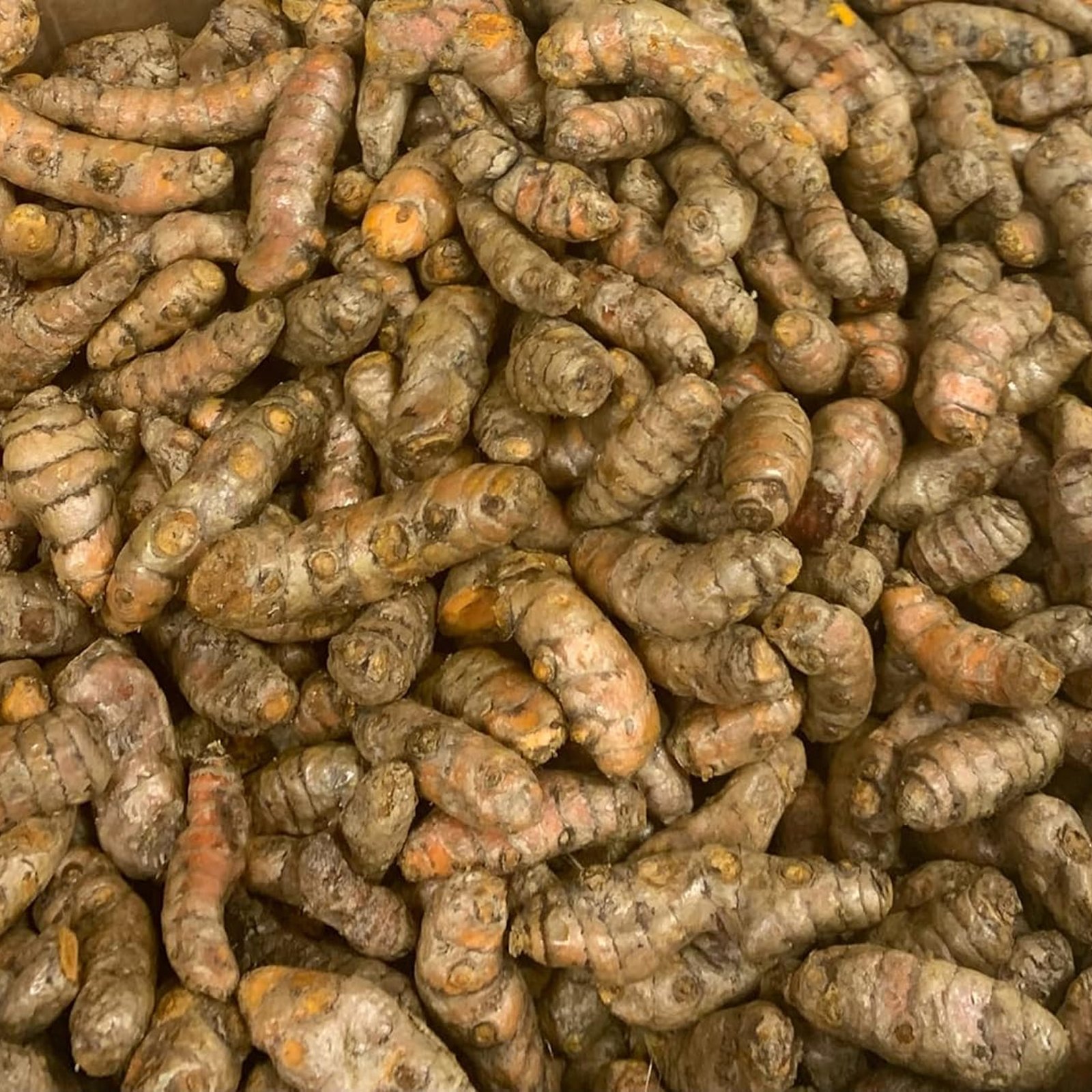 Turmeric supplier, jual temulawak