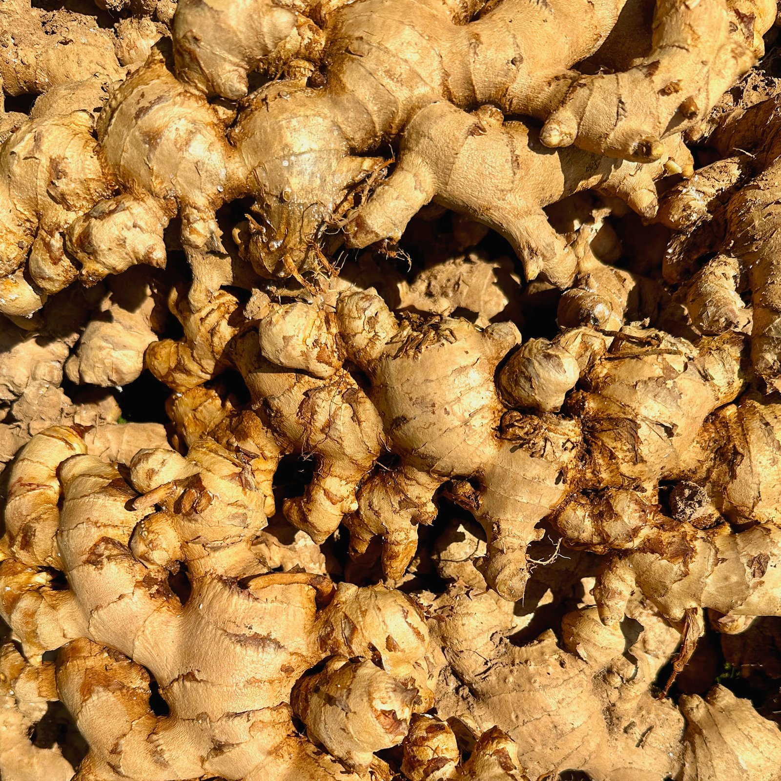 White ginger supplier, Jual jahe putih gajah